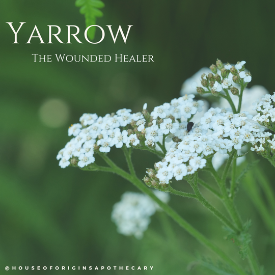 Yarrow ☤ The Wounded Healer