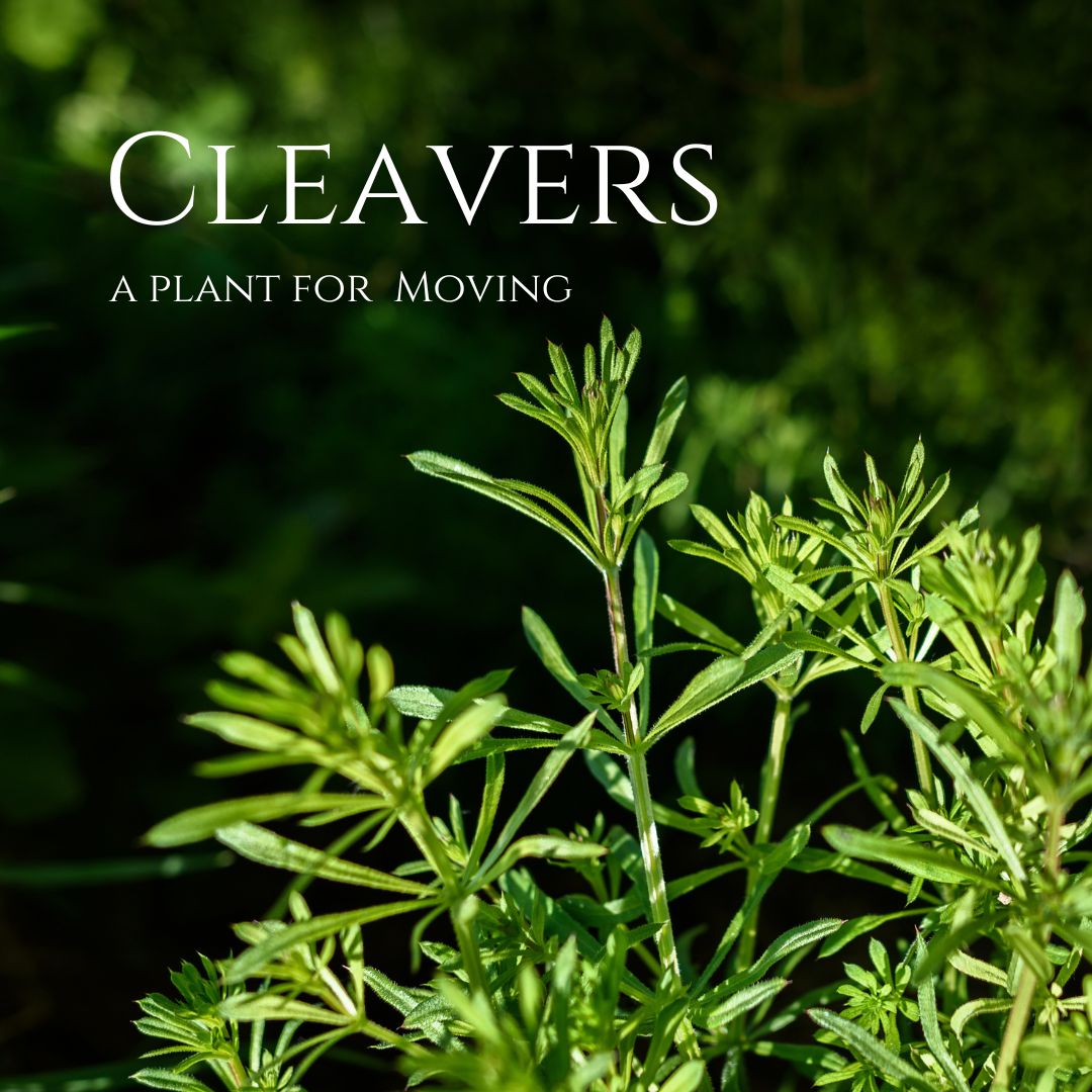 Cleavers Monograph