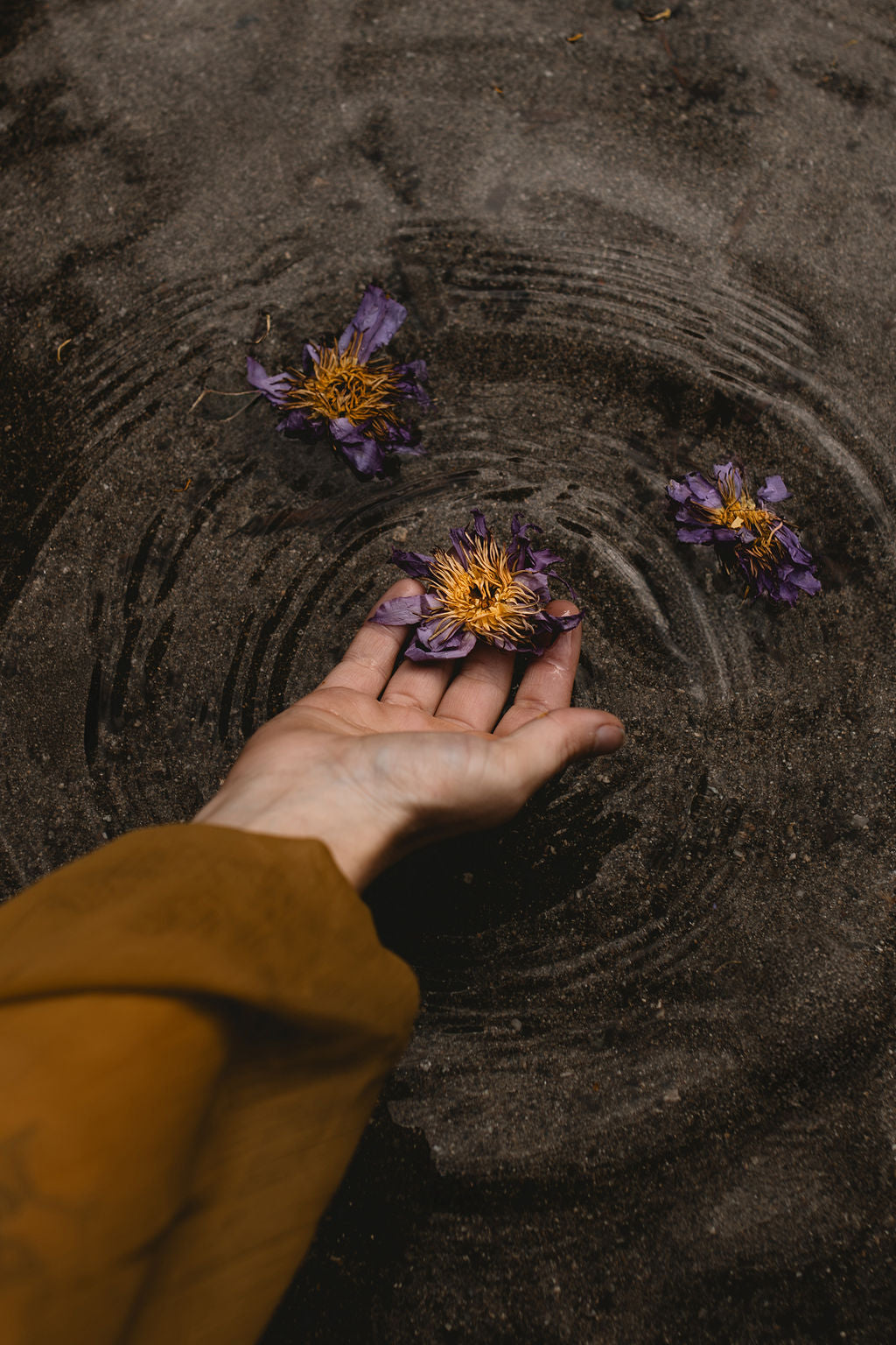 Unwind: Herbs for the wired and tired