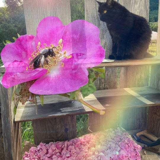 Rose Medicine Pt.1