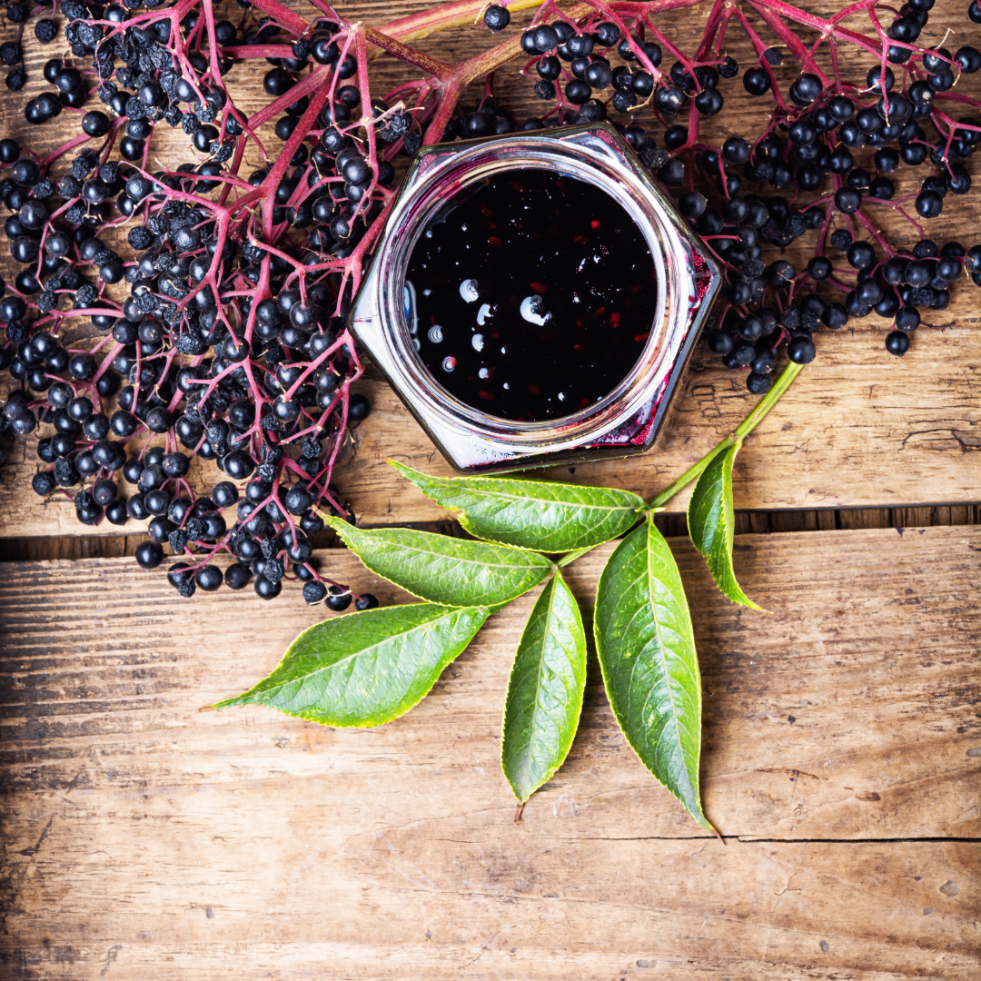 Elderberry Monograph