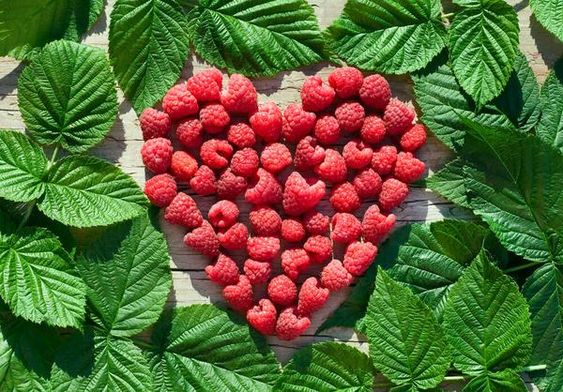 raspberry leaf 