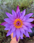 Blue Lotus Flowers